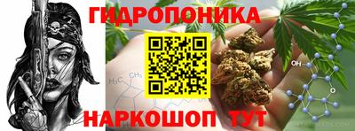 спиды Кингисепп