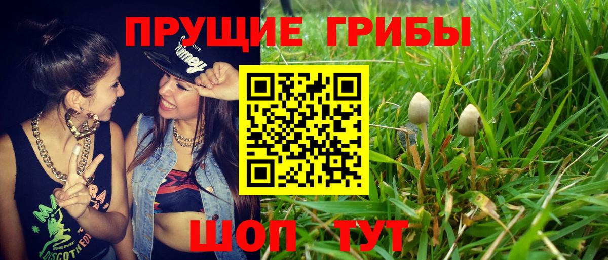 Галлюциногенные грибы Psilocybine cubensis Пермь
